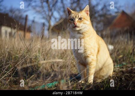 Grazioso gatto zenzero seduto nell'erba asciutta nel giardino rurale soleggiato. Foto Stock