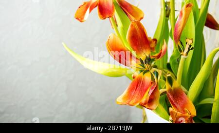 Bouquet di tulipani appassiti rossi con petali volanti su sfondo grigio chiaro. Spazio di copia per il testo. Messa a fuoco selettiva. Primo piano. Foto Stock