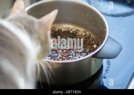 Gatto domestico che si affaccia ad un vaso bruciato vuoto con fondo nero e rosso Foto Stock