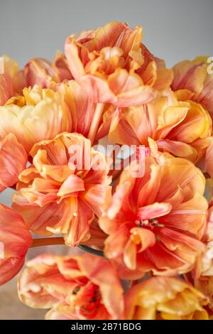 Bella arancio e con striature rosse tulipani in vaso. Fiore sfondo. Sfondo Floreale. Spazio di copia Foto Stock