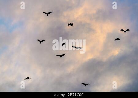 Un gregge di pipistrelli di frutta nel cielo del tramonto. Le piccole volpi volanti, le volpi volanti dell'isola o le volpi volanti variabili (Pteropus hypomelanus), i pipistrelli di frutta. Volpe Foto Stock