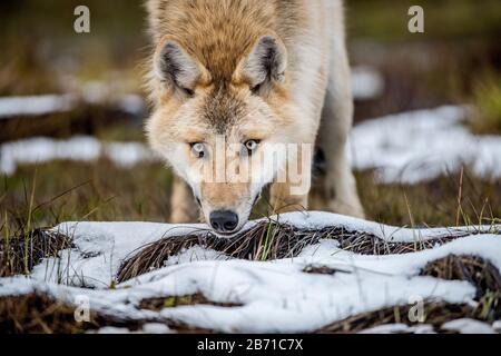 Ritratto Сlose-up di un lupo. Lupo eurasiatico, noto anche come lupo grigio o grigio, noto anche come lupo in legno. Nome scientifico: Canis lupus lupus. Natura Foto Stock