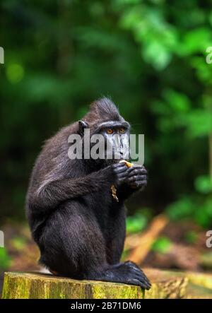 Il Celebes macaque crestato mangiare. Celebes macaco crestato nella foresta. Macaco nero crestato, macaco crestato Sulawesi, o la ape nera. Naturale Foto Stock