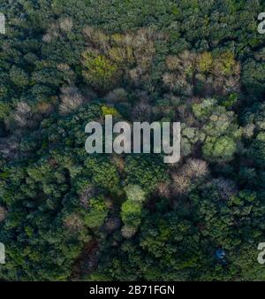 Veduta aerea della campagna e della foresta di querce cantabriche nella Valle di Liendo, Liendo, Mar Cantabrico, Cantabria, Spagna, Europa Foto Stock