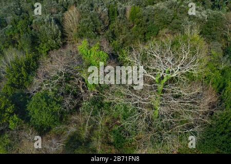 Veduta aerea della campagna e della foresta di querce cantabriche nella Valle di Liendo, Liendo, Mar Cantabrico, Cantabria, Spagna, Europa Foto Stock