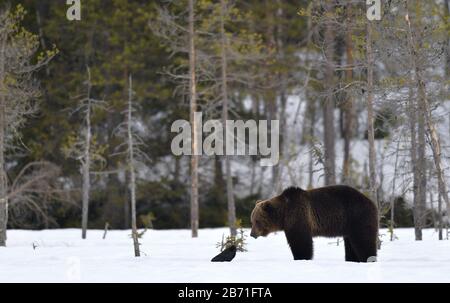 Orso bruno e corvo su una palude innevata nella foresta invernale. . Orso bruno eurasiatico, Nome scientifico: Ursus arctos arctos. Habitat naturale. Foto Stock