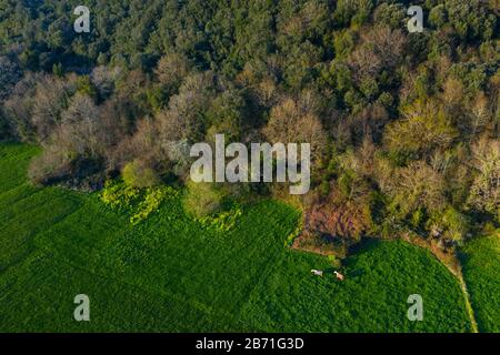 Veduta aerea della campagna e della foresta di querce cantabriche nella Valle di Liendo, Liendo, Mar Cantabrico, Cantabria, Spagna, Europa Foto Stock