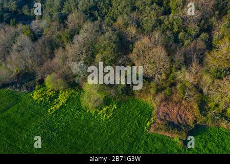 Veduta aerea della campagna e della foresta di querce cantabriche nella Valle di Liendo, Liendo, Mar Cantabrico, Cantabria, Spagna, Europa Foto Stock