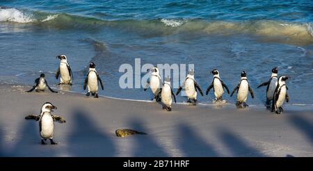 I pinguini africani camminano fuori dall'oceano verso la spiaggia di sabbia. Pinguino africano conosciuto anche come pinguino di sciacalli, pinguino a piedi neri. Nome scientifico: S Foto Stock