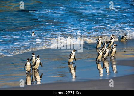 I pinguini africani camminano fuori dall'oceano verso la spiaggia di sabbia. Pinguino africano conosciuto anche come pinguino di sciacalli, pinguino a piedi neri. Nome scientifico: S Foto Stock