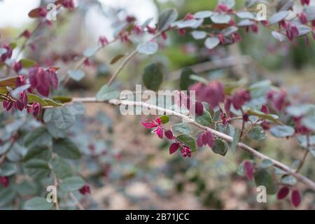 Loropetalum chinense "rubrum". Foto Stock