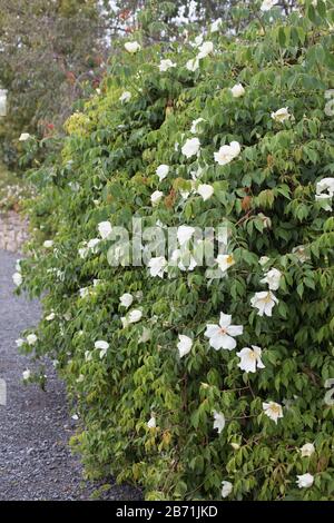 Rosa odorata var. Gigantea. Foto Stock