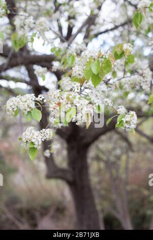 Pyrus pashia - Pero Himalayano selvatico. Foto Stock