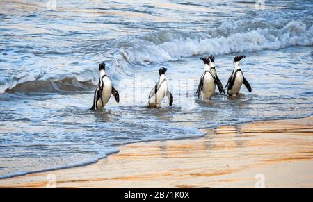 I pinguini africani camminano fuori dall'oceano verso la spiaggia di sabbia. Pinguino africano conosciuto anche come pinguino di sciacalli, pinguino a piedi neri. Nome scientifico: S Foto Stock