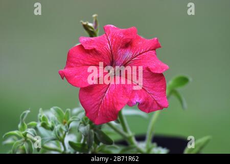 Primo piano di Dreams rosso petunia fiore, Petunioideae, Crimson pianura fiore petunia fiore in giardino (Petunia ibrida) Foto Stock