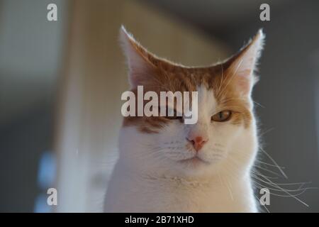 Gatto Bianco E Maschio Zenzero Dall'Aspetto Infelice Foto Stock