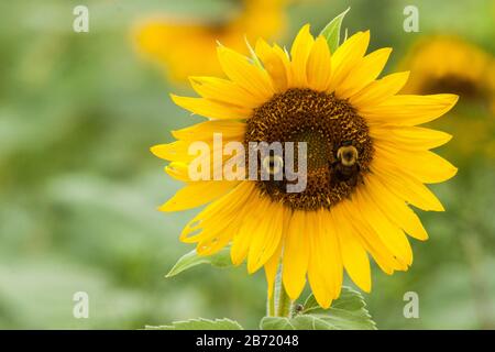 2 bumblebees su un girasole. Foto Stock