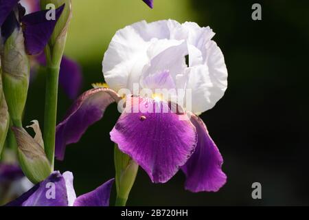 Primo piano di un iride molto delicato, semplice, viola e bianco con boccioli sul lato sinistro e uno sfondo verde. Foto Stock