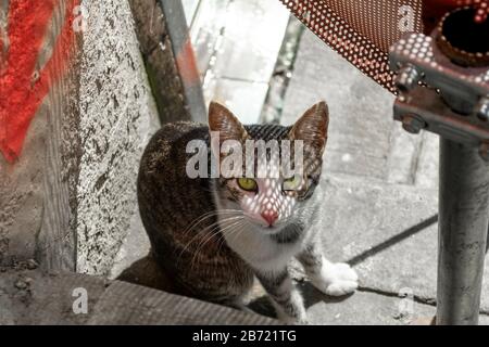 Un disperso street tabby gatto con gli occhi verdi si siede sotto una sedia in ombra in Istanbul, Turchia. Foto Stock