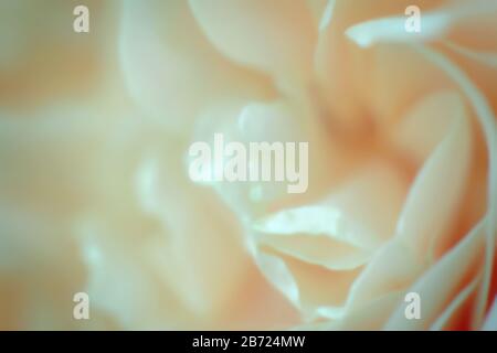 Petali di rosa sfocata senza messa a fuoco. Primo piano fiore di rosa bianca. Sfondo naturale. Carta pastello e morbida Foto Stock