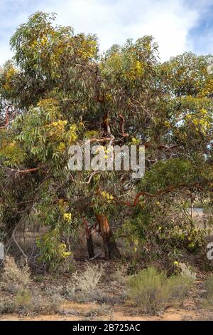 Albero di eucalipto stricklandii che cresce in una plantatioina. Foto Stock