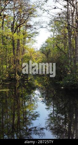 Sweetwater Strand on Loop Road Scenic Drive vicino Ochopee, Florida, nel pomeriggio invernale soleggiato. Foto Stock