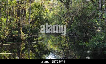 Sweetwater Strand on Loop Road Scenic Drive vicino Ochopee, Florida, nel pomeriggio invernale soleggiato. Foto Stock