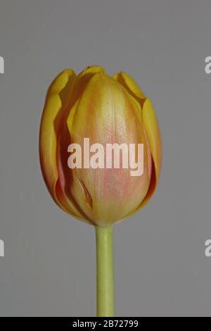 Tulipano fiore macro sfondo di alta qualità tulipa aximensis famiglia liliaceae Foto Stock