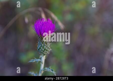 Macro foto di fiori selvatici che crescono sulle praterie Saskatchewan Foto Stock