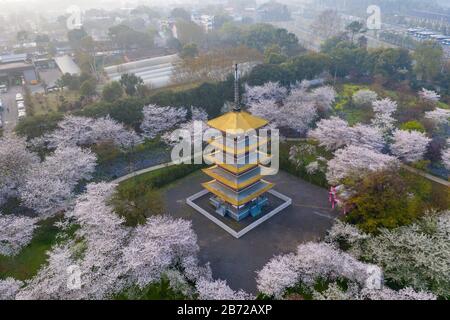 Wuhan East Lake Sakura Garden.This tempo è la stagione di fioritura sakura ciliegia. Per viaggiare intorno a Wuhan