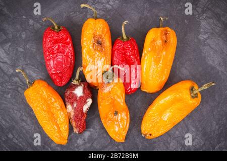 Vecchio rugoso peperoni con stampo, concetto di malsano e cibo disgustoso Foto Stock