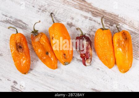 Vecchio, ammuffito e stropicciata peperoni. Concetto di malsano, decomporre, vegetale rovinate Foto Stock