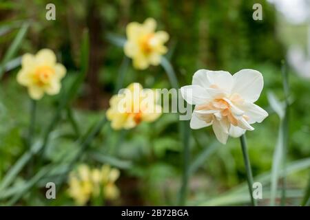 Narciso della specie di Re ghiaccio su una terry flowerbed.White Narcisi in un field.flowering di narcissuses doppi grandi, narcidils in la spring.terry Foto Stock