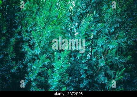 Arbusto di ginepro Evergreen, vista ravvicinata dei rami verdi con luce del sole. Juniperus Horiztalis Strisciante Juniper. Albero ramo trama ago sfondo. Foto Stock