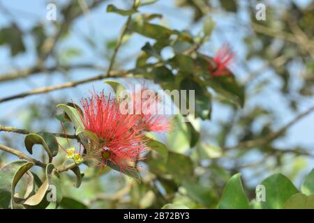 Fiori e foglie del frutto del Syzygium Foto Stock