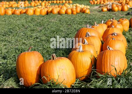 Zucche allineate in un patch di zucca in attesa di vendita per Halloween e Thanksgiving. Foto Stock