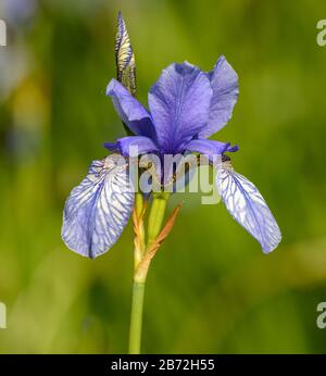 iris versicolor è anche comunemente conosciuta come la bandiera blu, harlequin blueflag, bandiera blu più grande, bandiera blu settentrionale e bandiera veleno Foto Stock