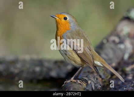 Ladro europeo adulto (erithacus rubecula) che posa su un bastone asciutto con luce dolce Foto Stock