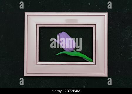 Bella composizione con fiori di primavera. Cornice fotografica, tulipano viola su sfondo nero. Foto Stock