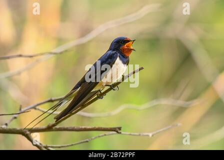 Fienile Swallow -Hirundo rustica, bellissimo uccello perching popolare da Europa, Hortobagy, Ungheria. Foto Stock