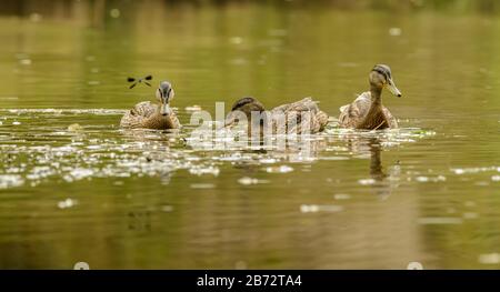 tre femmine d'anatra che nuotano sull'acqua, selvatiche Foto Stock