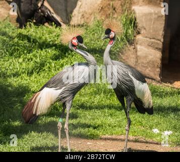 due gru grigie coronate (balearica regulorum), note anche come gru coronata africana Foto Stock