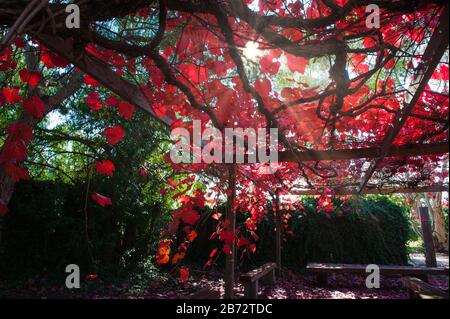 Una stella d'autunno scoppiò attraverso i vividi vigneti rossi che ricoprono una pergola durante l'autunno nella regione di Coonawarra nell'Australia Meridionale. Foto Stock