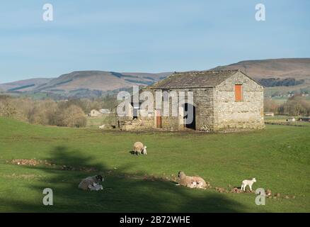 Pecore e agnelli di recente nascita che pascolano in un campo di fronte a un fienile di pietra vicino a Hawes, Wensleydale, Yorkshire Dales National Park