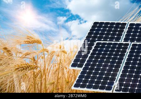 Collage fotografico di pannelli solari contro lo sfondo dei raccolti - immagine concettuale Foto Stock