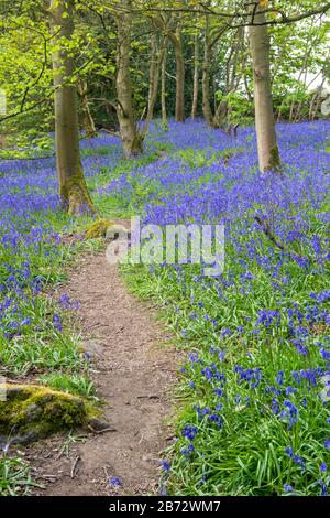 Un sentiero che si snoda attraverso un tappeto di campanelli in fiore a Wharfe Woods vicino Ilkley nello Yorkshire occidentale Foto Stock