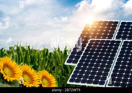 Collage fotografico di pannelli solari contro lo sfondo dei raccolti - immagine concettuale Foto Stock