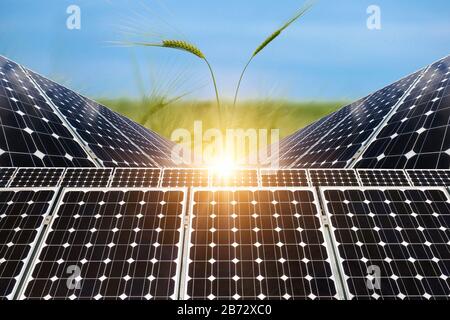 Collage fotografico di pannelli solari contro lo sfondo dei raccolti - immagine concettuale Foto Stock