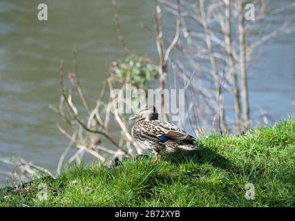 Femmina Mallard a Bute Park Cardiff in un giorno di marzo soleggiato. Il fiume Taff corre a est e un canale di alimentazione a ovest in modo molto spazio per le anatre. Foto Stock