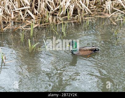 Maschio Mallard a Bute Park Cardiff in una giornata di marzo soleggiato. Il fiume Taff corre a est e un canale di alimentazione a ovest in modo molto spazio per le anatre. Foto Stock